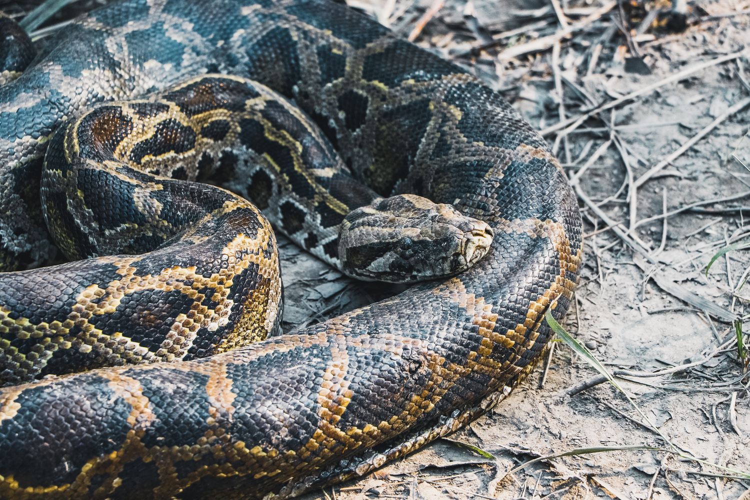 Python Snake Cold Image Python Snake Photos, Download The BEST Free Python Snake Stock Photos ...