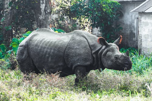 Rhinoceros in Close Up Shot