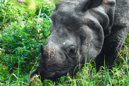 Close-Up Shot of a Rhinoceros Eating Green Grass