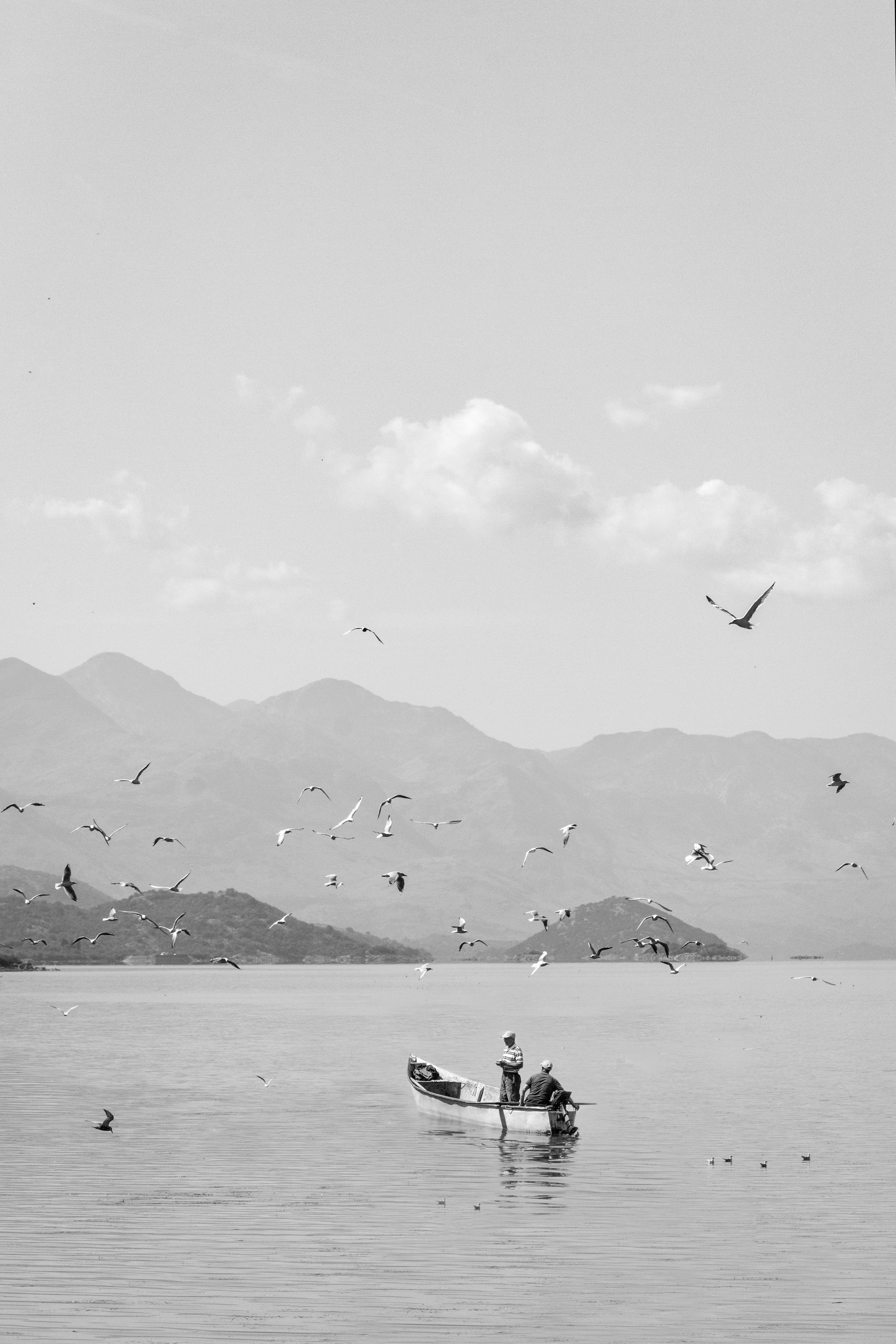A serene black and white scene of fishermen on Lake Shkodra in Albania with seagulls circling overhead.