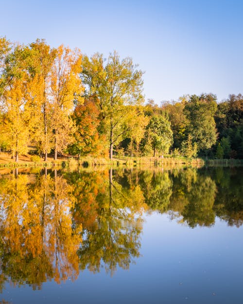 Бесплатное стоковое фото с вода, деревья, озеро