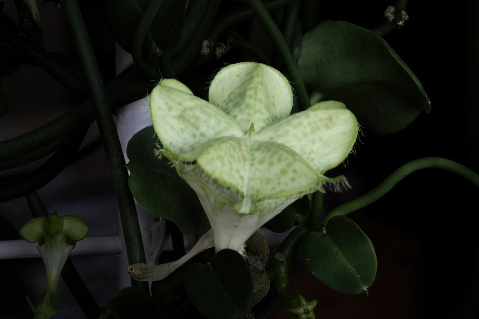 Calostigma