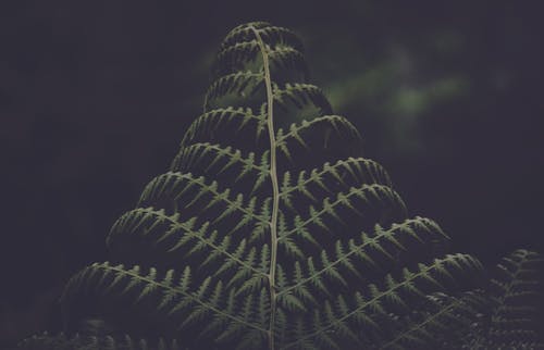 녹색 Pinnate 잎의 저조도 사진