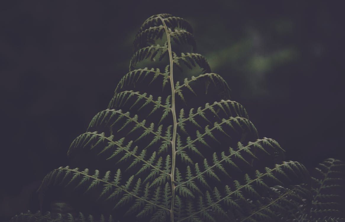 Low Light Foto Von Green Pinnate Leaf