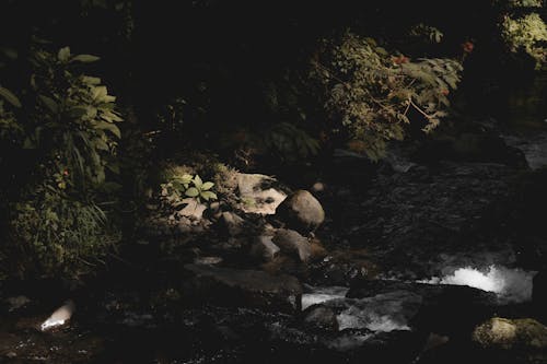 Základová fotografie zdarma na téma dešťový prales, kameny, malebný
