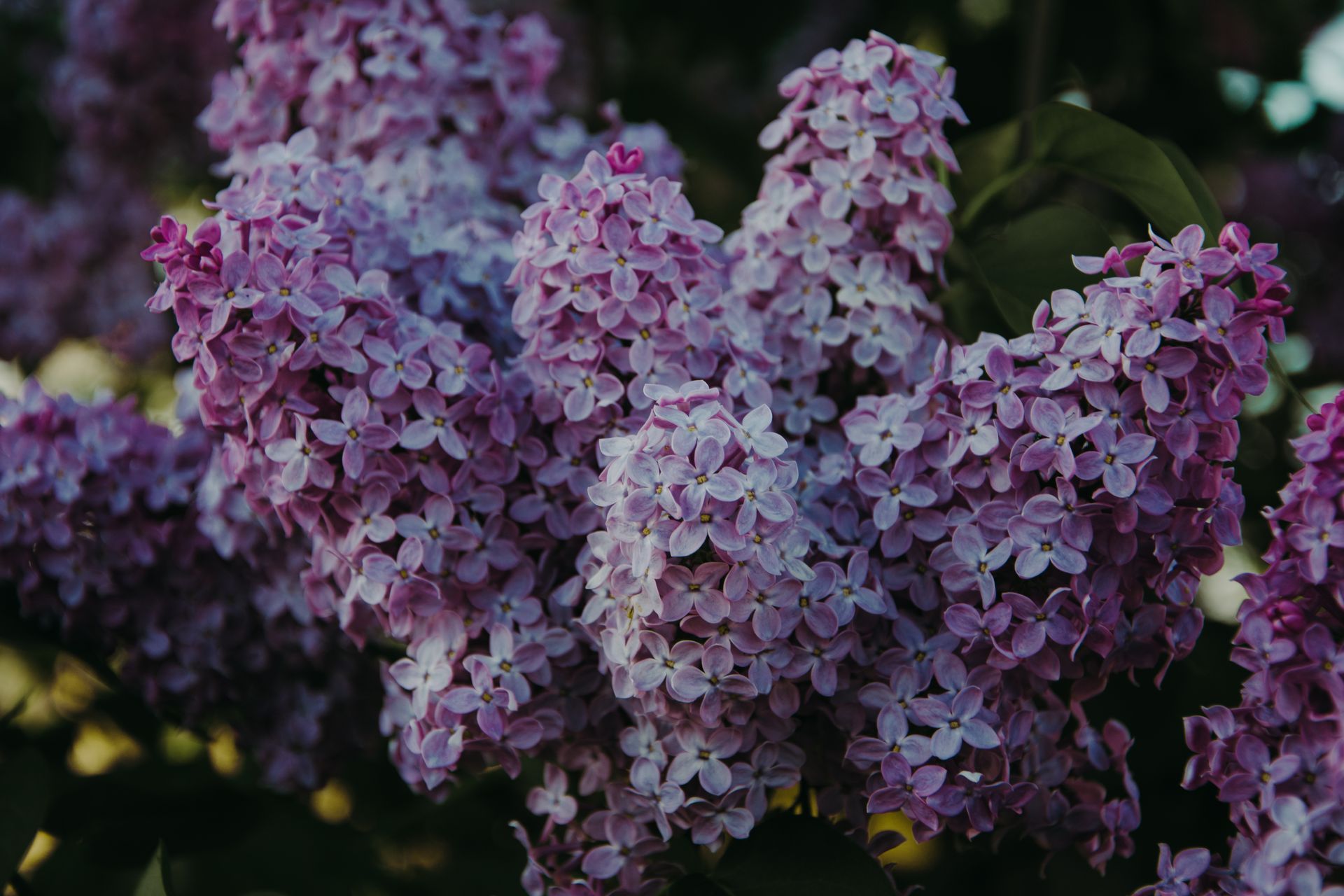 A picturesque view of lilac flowers in full bloom, showcasing vibrant purple petals.