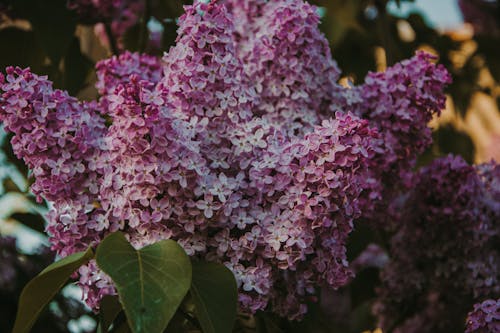 Free Close-up Photo Of Purple Petaled Flowers Stock Photo