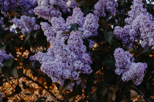 бесплатная Фиолетовые цветы Стоковое фото