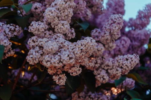 無料 紫とピンクの花びらの花 写真素材