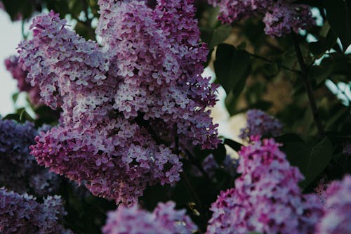 Fotografía De Enfoque Selectivo De Flores De Pétalos Púrpuras