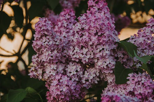 Close-up Photo Of Purple Lilac Flowers