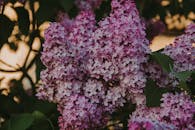 春天，盛开的紫色丁香非常适合自然主题