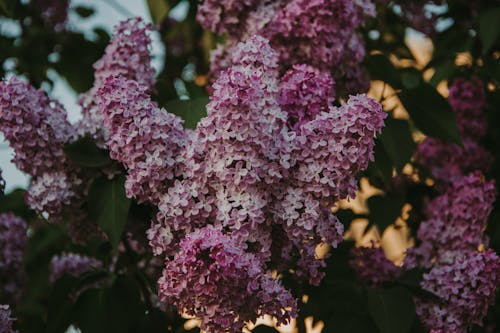 Photographie En Gros Plan De Fleurs