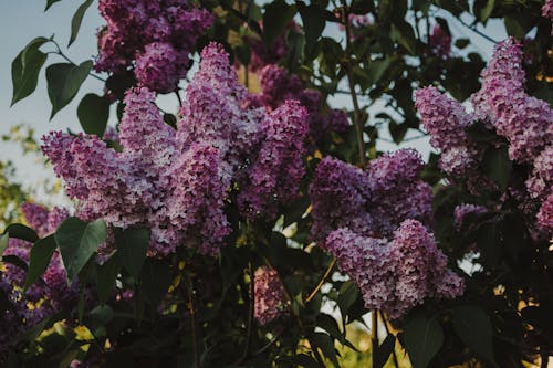 Purple Flowers