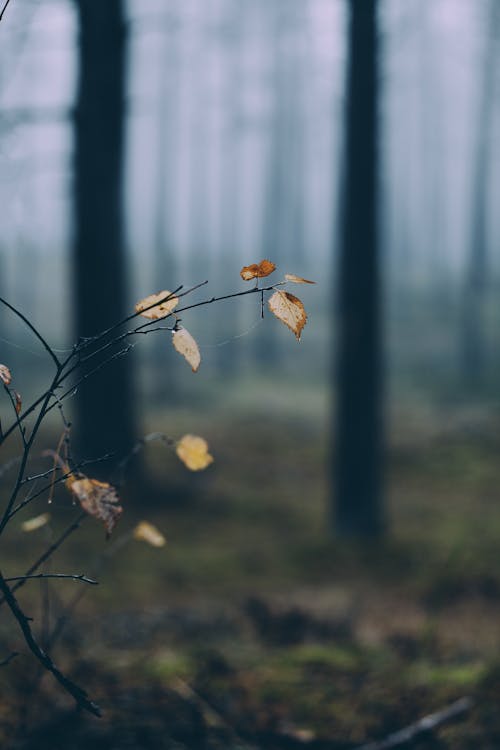 Gratis lagerfoto af gule blade, kviste, lodret skud