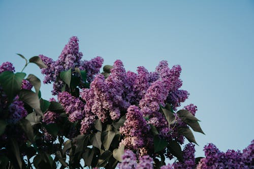 Flores Moradas