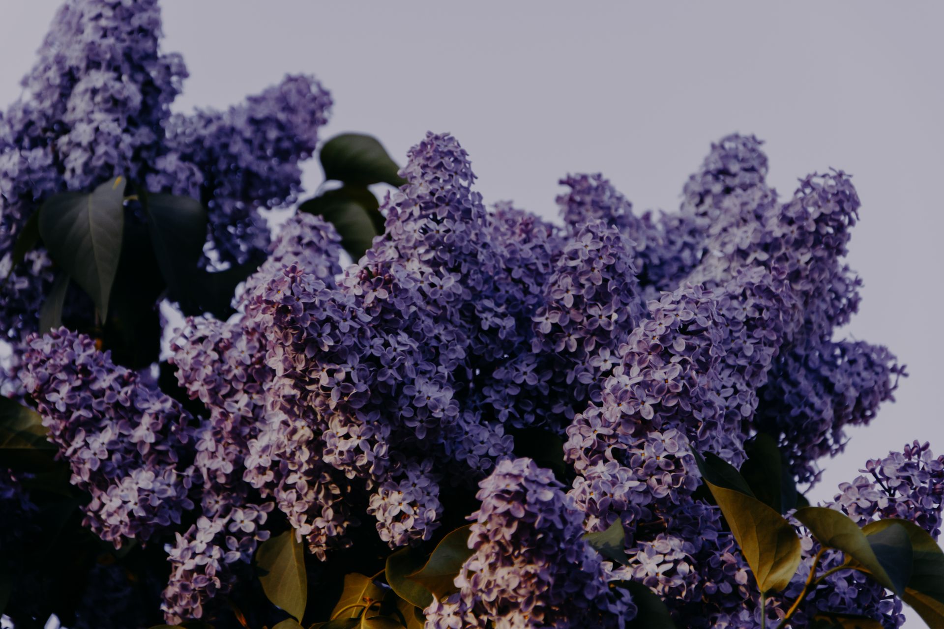 Purple Lilac Flowers Close-up Photography