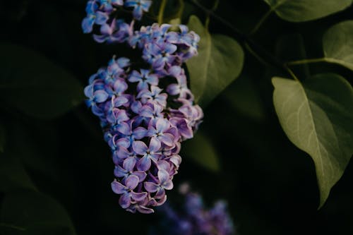無料 蘭の花のクローズアップ写真 写真素材