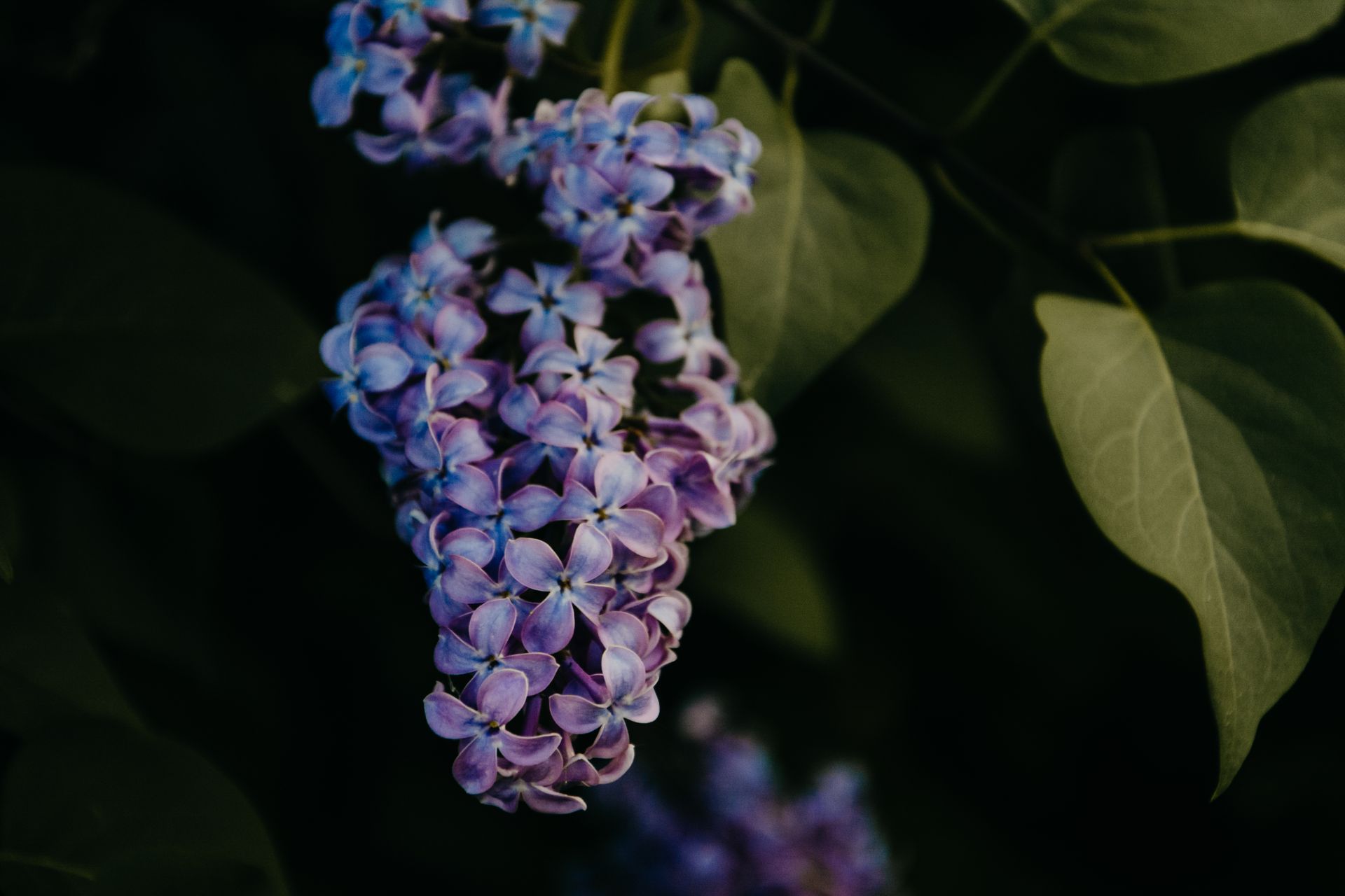 Beautiful close-up of lilac blossoms showcasing purple petals and lush green leaves.