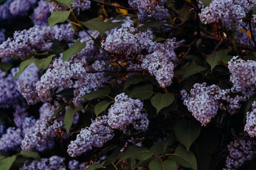 Flores Moradas