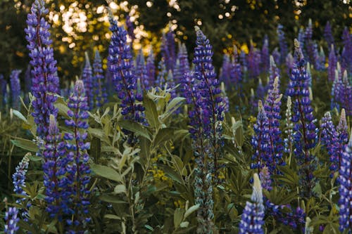 бесплатная Селективный фокус фотографии голубых цветов гиацинта Стоковое фото