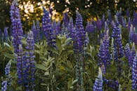 阳光透过树木，照在一片充满活力的羽扇豆上