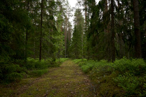 Green Trees in the Forest