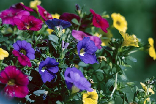 Close-up of colorful blooming petunias in a vibrant spring garden setting.
