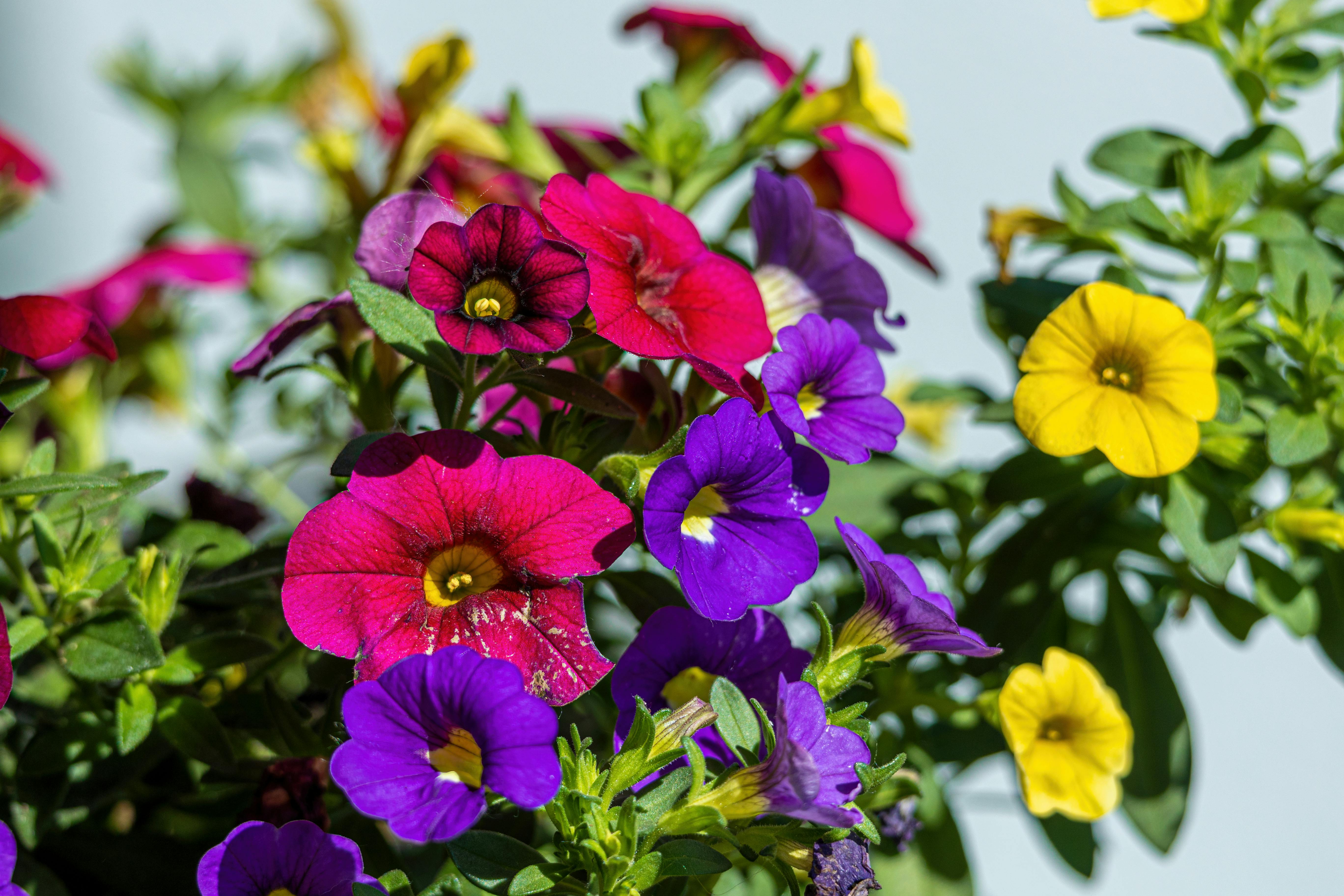 [ColoSach]-colorful-close-up-of-blooming-garden-flowers,-perfect-for-nature-photography.