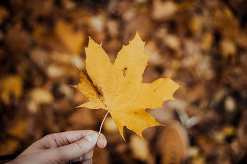 A Person Holding Yellow Maple Leaf