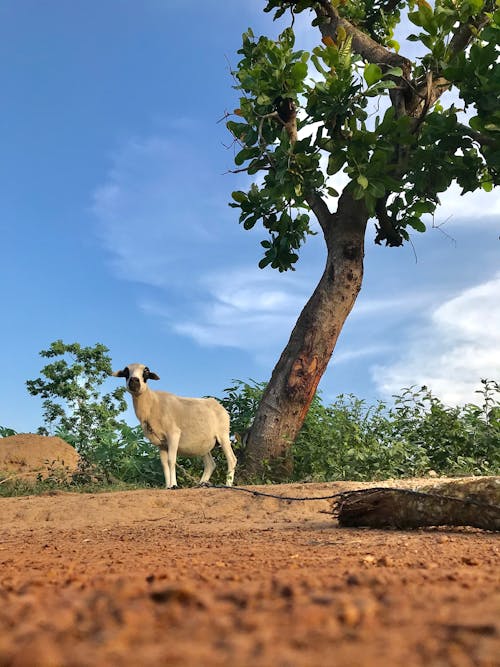 Photos gratuites de animal, animaux de ferme, arbres d'automne