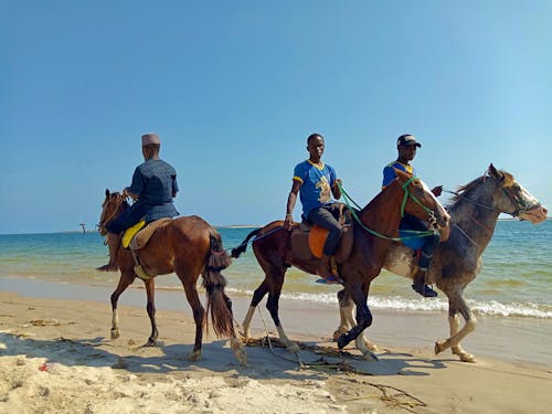 Photos gratuites de cavalier, cheval alezan, cheval brun