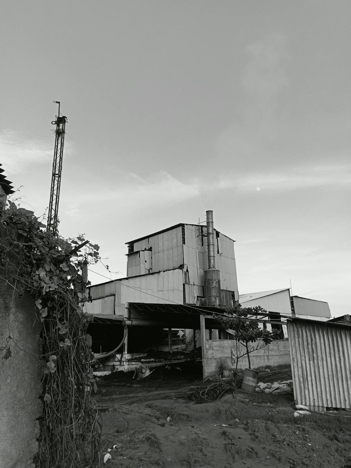 Assorted dark berries including blueberries, blackberries, and currants on a table