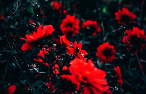 Bezpłatne Czerwone Płatki Kwiatów Zdjęcie z galerii