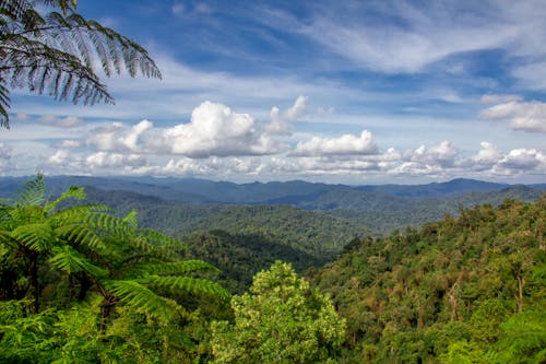 Scenic View of the Green Trees in the Mountains 