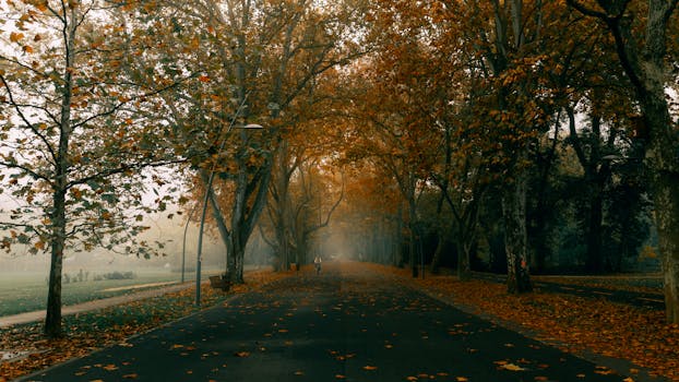 Peaceful autumn scene with fog and fallen leaves in a Szeged park.