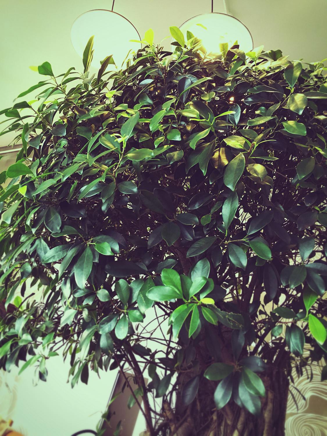 Image of a couple enjoying their stay at a short-term rental property