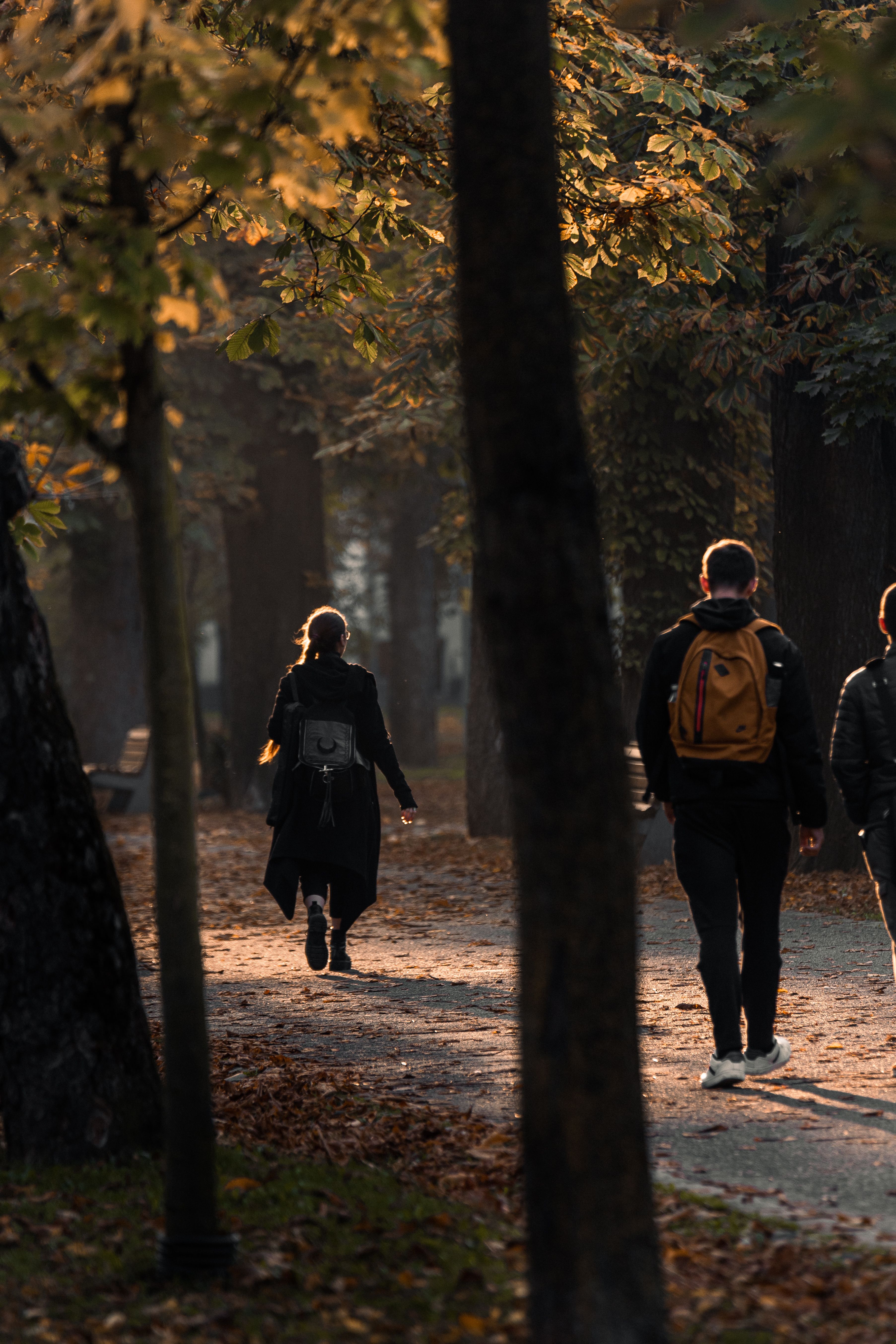 A peaceful path through the forest