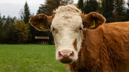 grátis Foto profissional grátis de animal da fazenda, cara de vaca, criação de gado Foto profissional