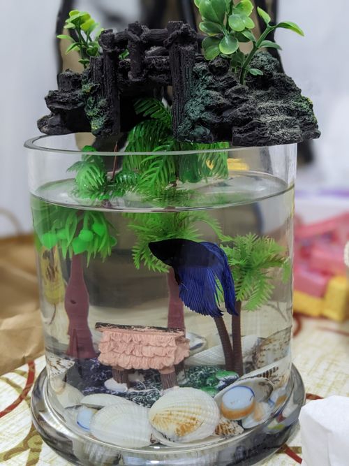 Free stock photo of aquarium, aquarium fish, arch bridge Stock Photo