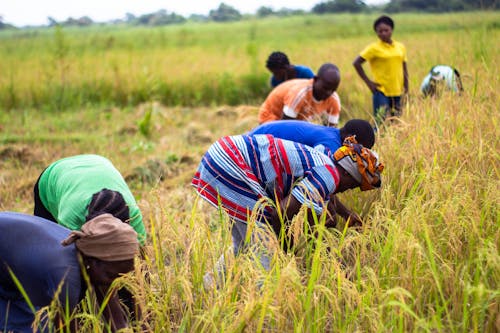 People Farming on the Field