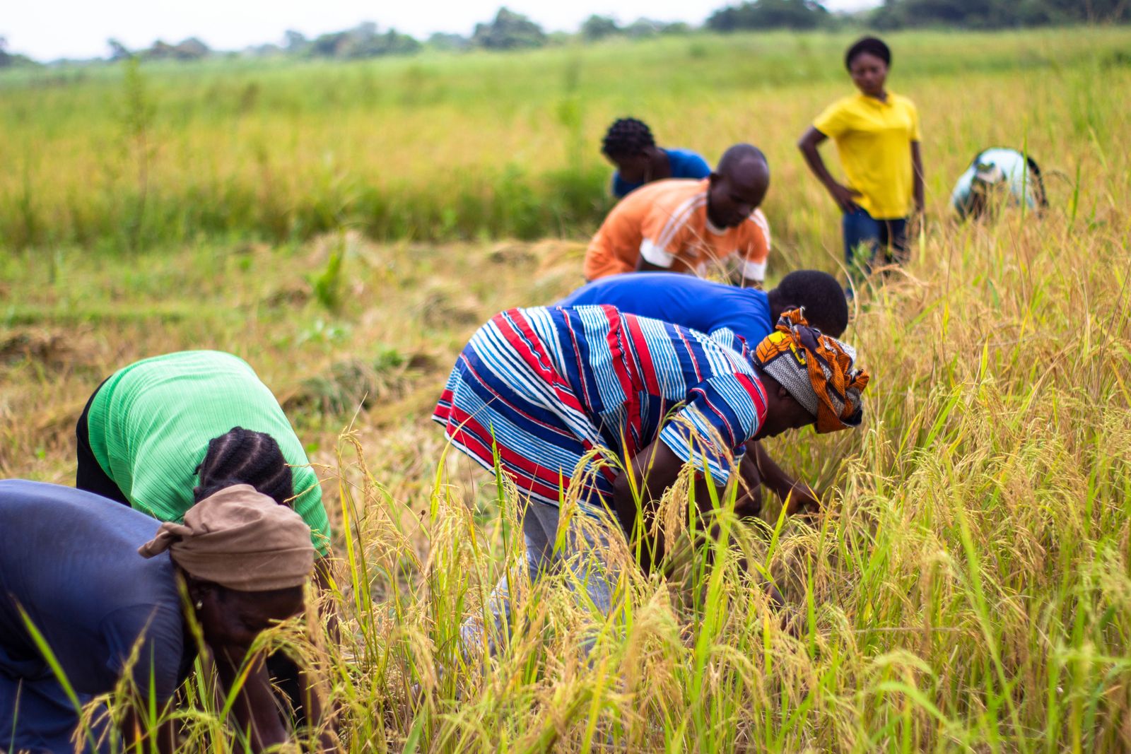 Farmers working the field, Benue State, Nigeria