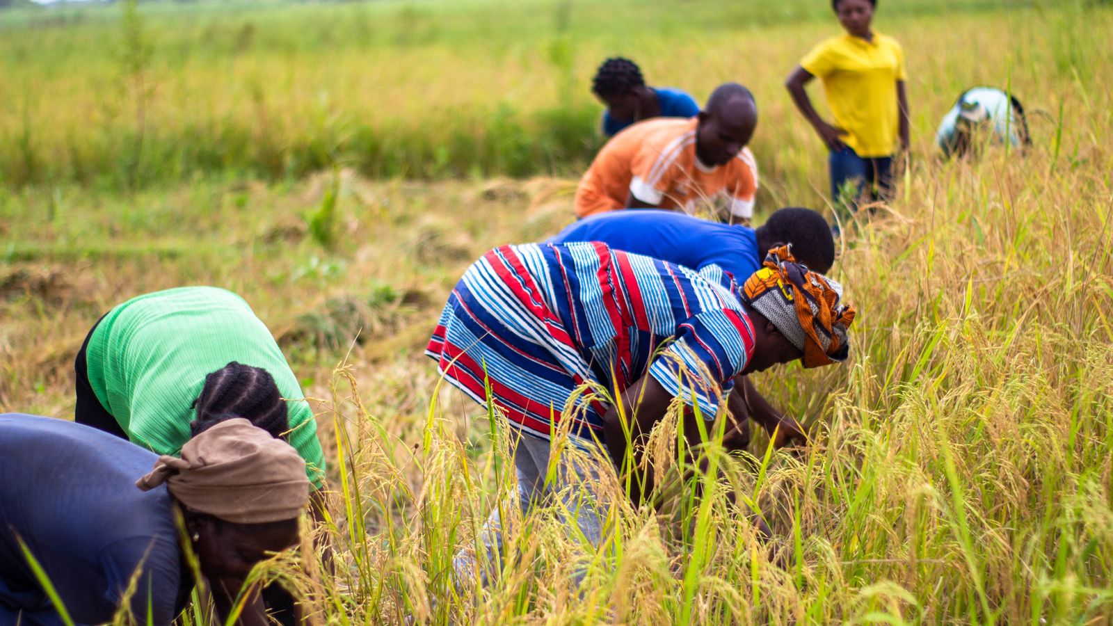 Farmers working together in a rice field in Nigeria