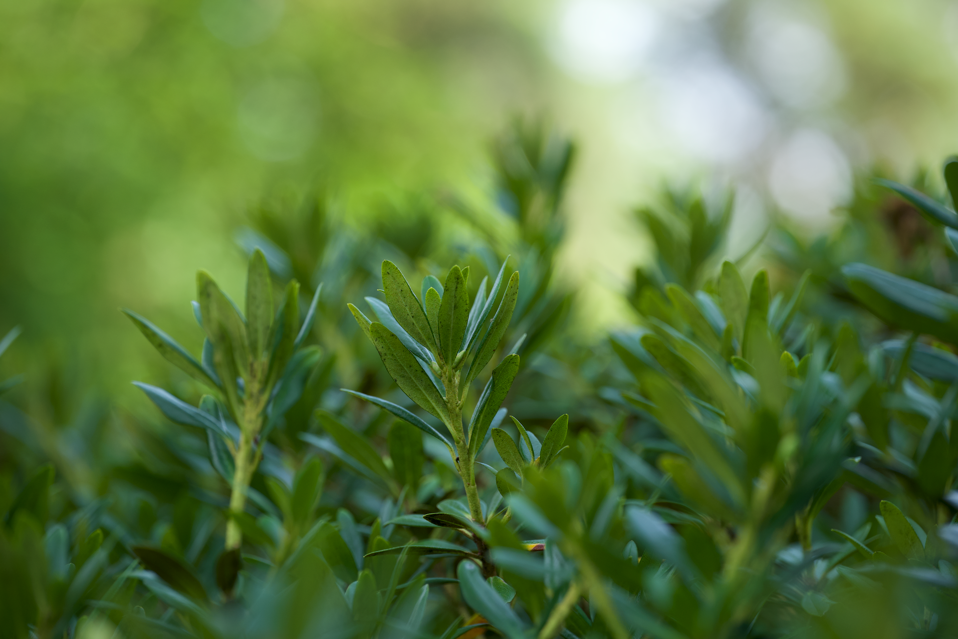 Vibrant green foliage of plants in a natural outdoor setting, providing a fresh and lively vibe.