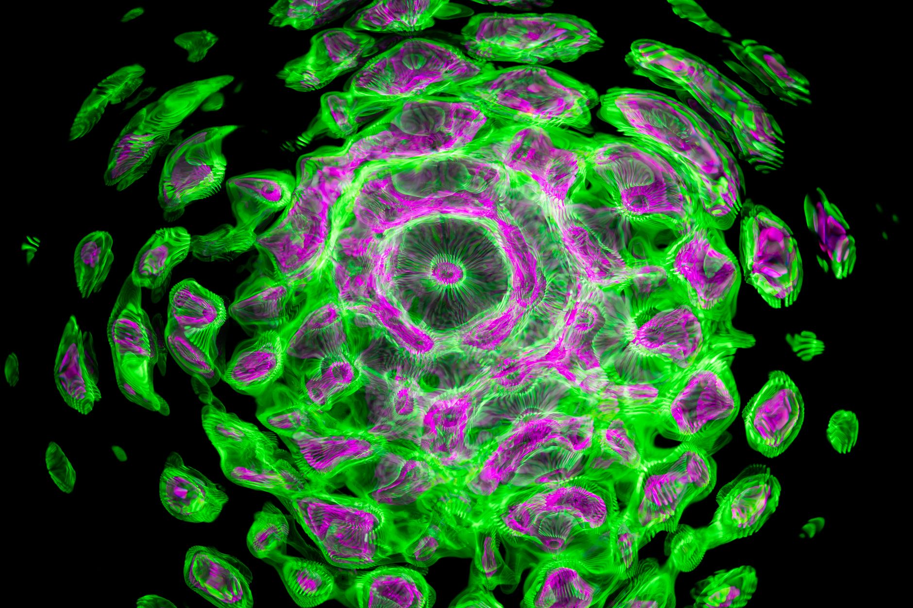 When ribosomes pause at stop codons, protein integrity hangs in the balance