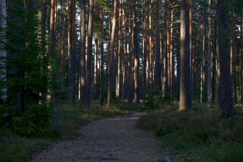 Free Explore a tranquil forest path immersed in towering pine trees during twilight. Stock Photo