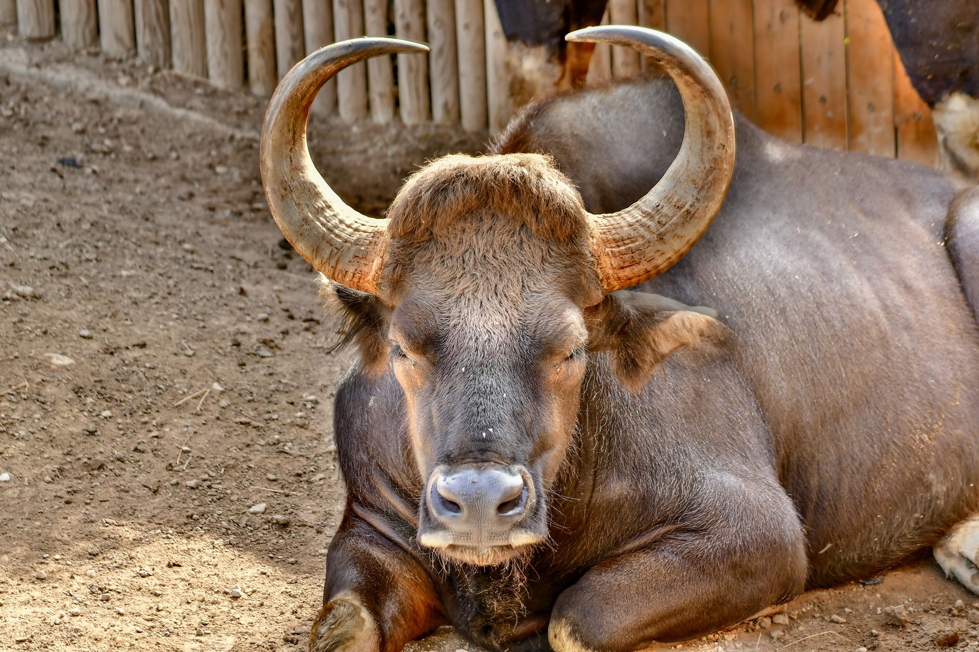 A close-up image of a resting Indian gaur with its prominent horns in focus.