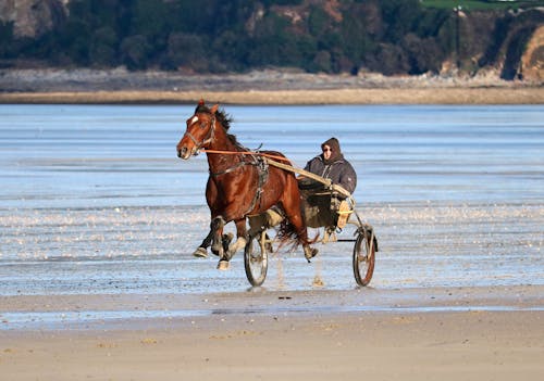 A Man Riding a Horse Carriage