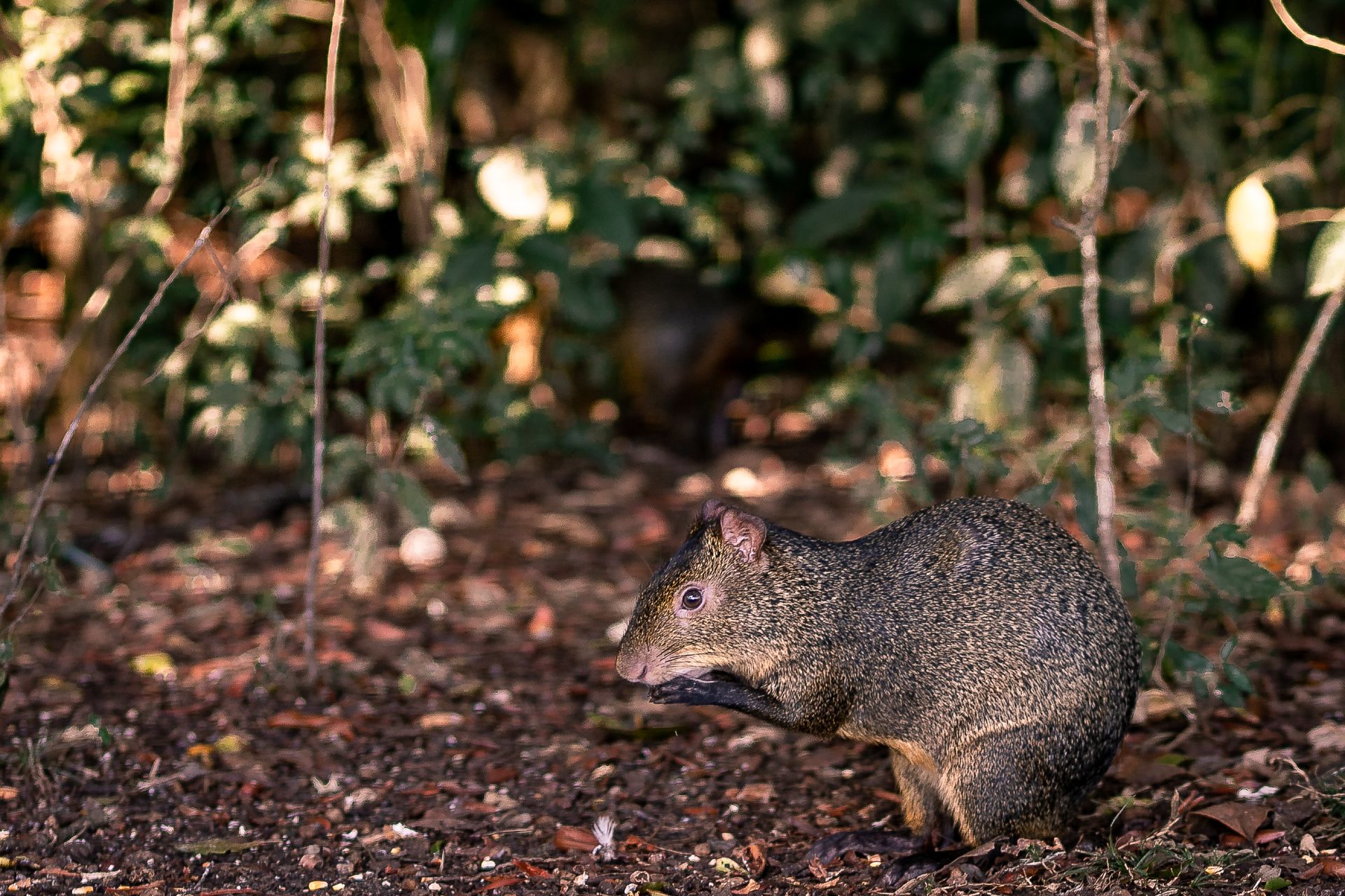 Brown Rat on Ground