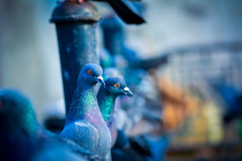 녹색 비둘기의 선택적 초점 사진